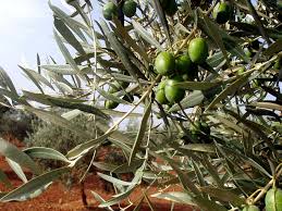 huile d'olive au piment d'espellette